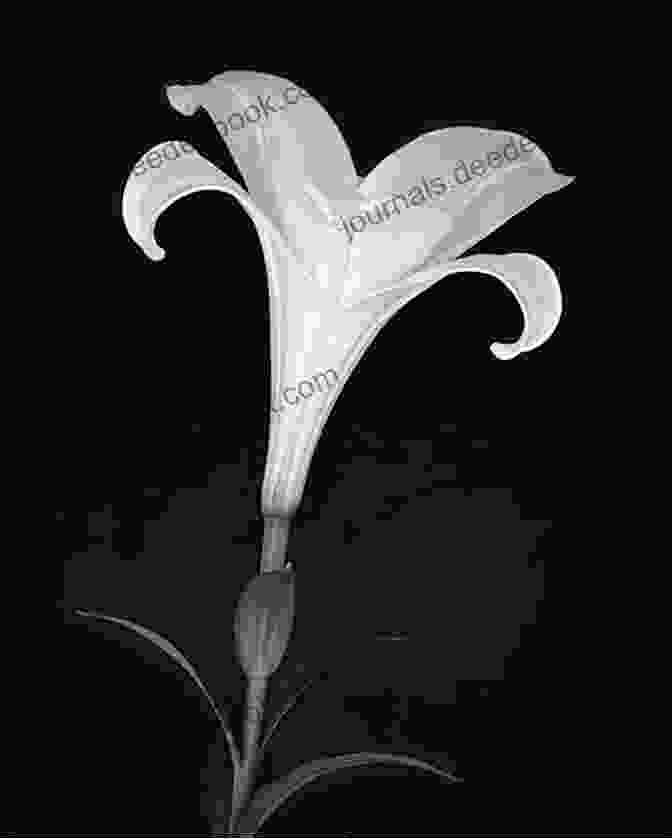 A Black And White Photograph Of A White Flower With Delicate Petals And Intricate Veins. Even This Page Is White