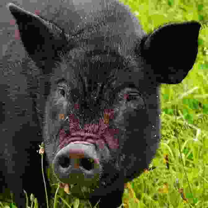 A Close Up Of Heather, A Large Black Pig With Floppy Ears And A Kind Expression In Her Eyes. A Pig Called Heather Harry Oulton