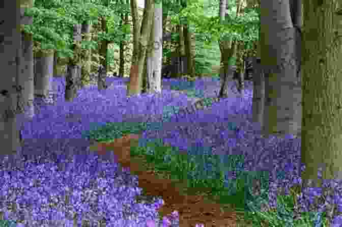 A Field Of Bluebells In A Woodland Chasing The Ghost: My Search For All The Wild Flowers Of Britain