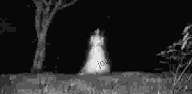 A Ghostly Figure Of A Woman In A White Dress Standing In A Cemetery Haunted Connecticut: Ghosts And Strange Phenomena Of The Constitution State (Haunted Series)