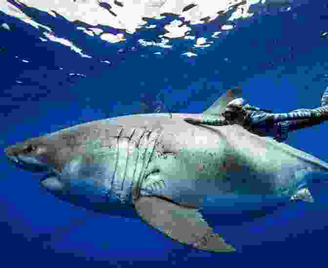 A Majestic Mediterranean Great White Shark Glides Through The Deep Blue Waters Of The Mediterranean Sea. Its Powerful Jaws And Sleek Body Are Perfectly Adapted For Hunting And Survival. Mediterranean Great White Sharks: A Comprehensive Study Including All Recorded Sightings