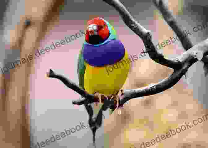 A Male Gouldian Finch Perched On A Branch With Its Vibrant Plumage On Display The Gouldian Finch Handbook: A Guide To Feeding Housing And Breeding The Lady Gouldian Finch (Birdology 1)