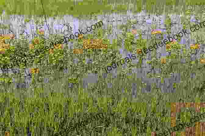 A Marsh Marigold In A Damp Meadow Chasing The Ghost: My Search For All The Wild Flowers Of Britain