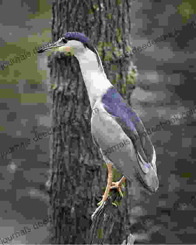 A Night Heron Perched On A Branch, With A White Patch On Its Head And White Streaks On Its Back Night Heron Adam Brookes