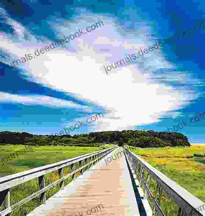 A Scenic View Of The Cape Cod Rail Trail, Showcasing Its Tranquil Expanse Amidst Vibrant Greenery. Best Rail Trials New England: More Than 40 Rail Trails From Maine To Connecticut (Best Rail Trails: Where To Ride)