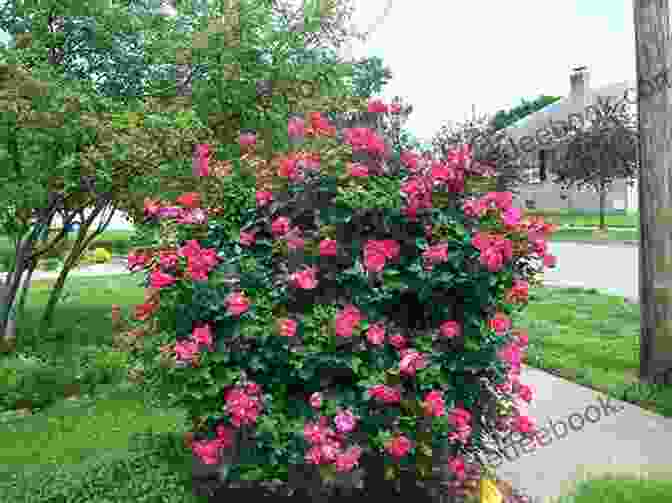 A Vibrant Rose Bush In A Polish Garden A Rose In Poland: Clever Cameos Of Life Travel And Adventure Or How The Heck Did I Get Here? (Manor Publishing Collective Booksbyseniors Org)