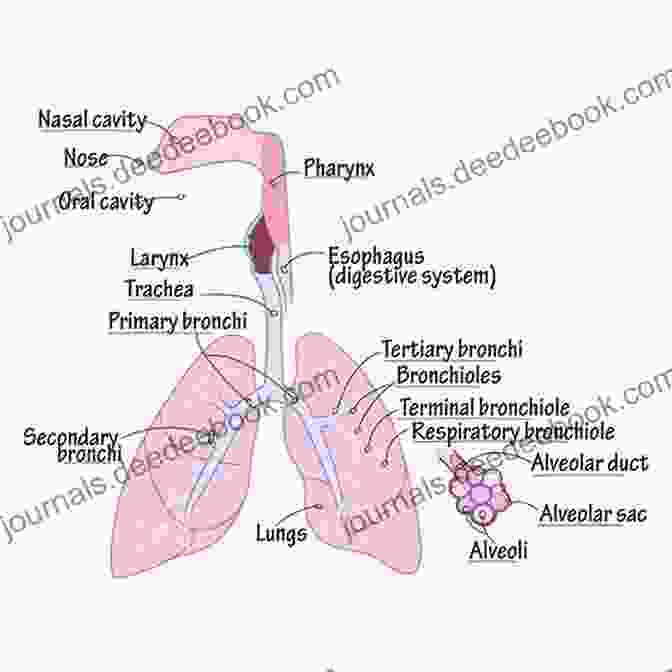 Anatomy Of The Respiratory System Basic Sciences In Anesthesia John E Tetzlaff