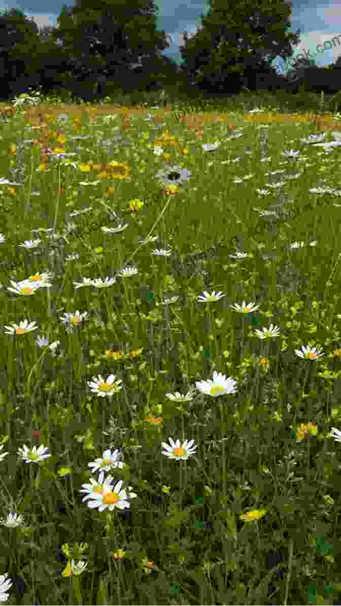 Cornflowers, Oxeye Daisies, And Buttercups In A Meadow Chasing The Ghost: My Search For All The Wild Flowers Of Britain