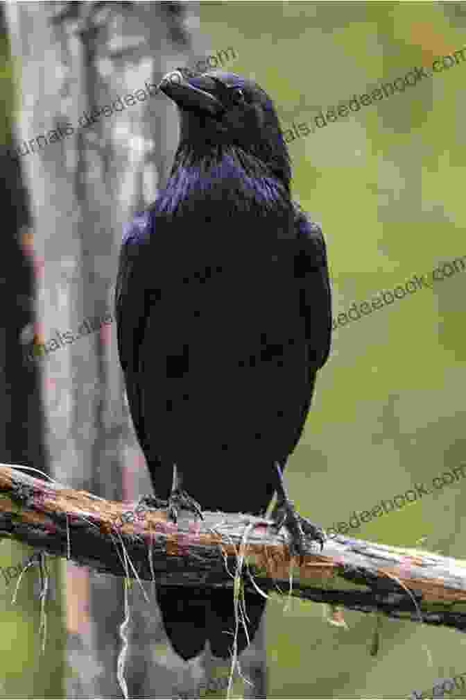 Crockett The Raven Perched On A Branch One Crow Alone S D Crockett