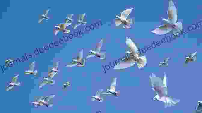 Image Of A Dovecote With Doves Flying Around Practical Dove Keeping A Complete Guide