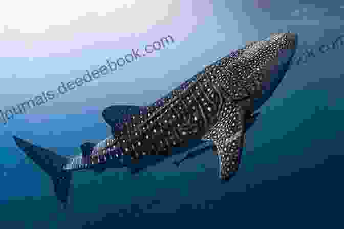 Majestic Whale Shark, The Largest Fish Species In The World Sharks: Essential Wildlife Suki Williams