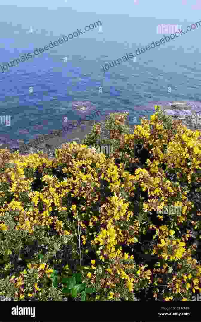 Yellow Gorse Bushes On A Coastal Cliff Chasing The Ghost: My Search For All The Wild Flowers Of Britain